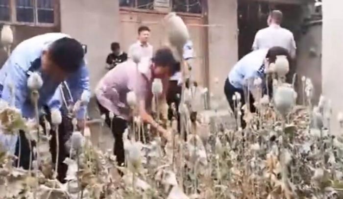 罂粟味道香可治病？滁州田里发现151株人为种植罂粟