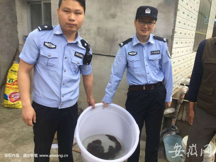 萬佛山娃娃魚誤入蝦籠 村民：這么大確屬罕見