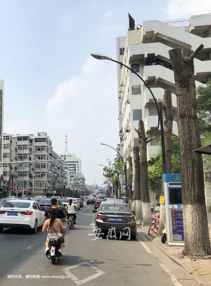 宿州路上已經(jīng)有130多棵楊樹被短截修剪。
