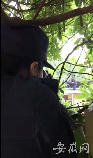 合肥動物園黑猩猩出逃解密：靠竹枝逃出 拆了監控