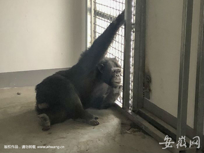 合肥出逃黑猩猩“自述”：不好意思 一不小心成了網紅