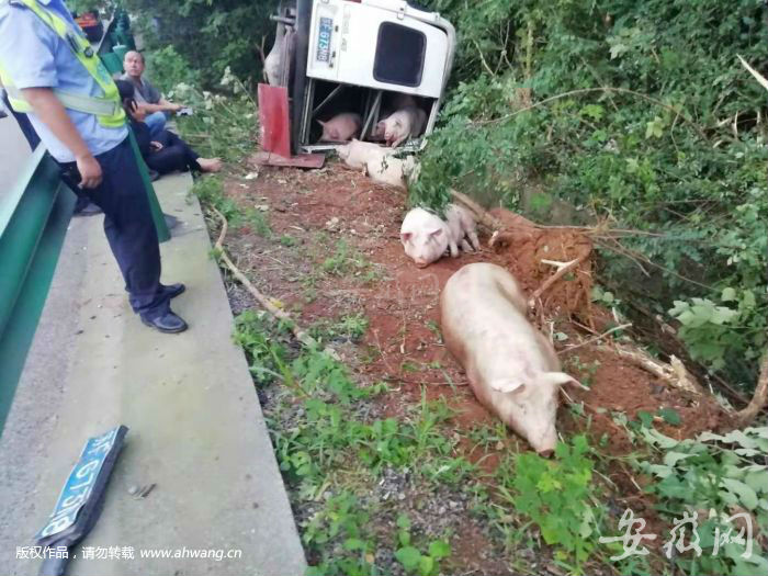 6座车塞进19头生猪 负载过重在高速上爆胎侧翻
