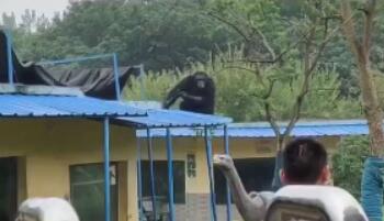 合肥出逃黑猩猩其實是“慣犯” 每天只想著“越獄”