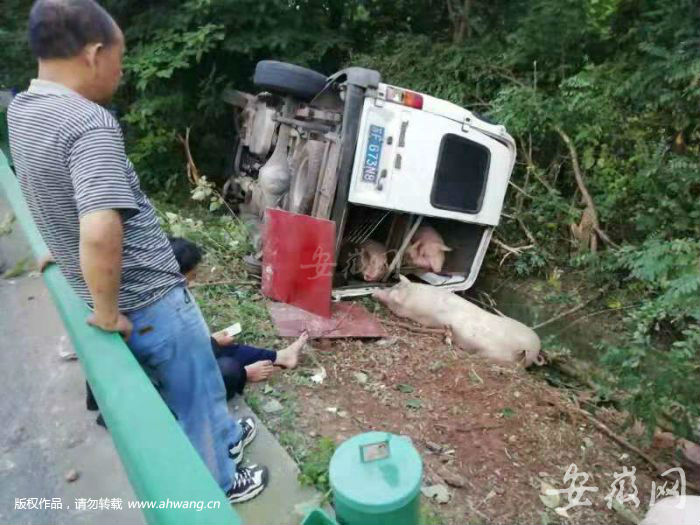6座车塞进19头生猪 负载过重在高速上爆胎侧翻
