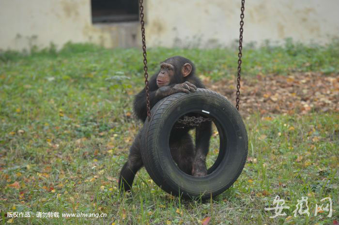 合肥動物園黑猩猩出逃解密：靠竹枝逃出 拆了監控