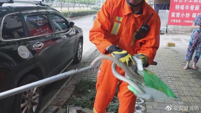 銅陵：商鋪門前一條大蛇半截埋土里 消防員擒拿