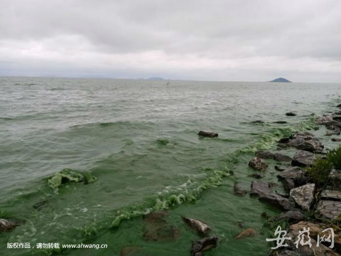 巢湖藍(lán)藻爆發(fā) 周邊居民直喊“臭”