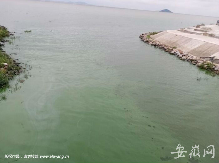 巢湖藍(lán)藻爆發(fā) 周邊居民直喊“臭”