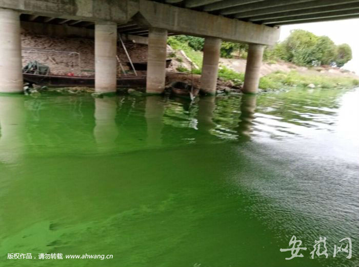 巢湖藍(lán)藻爆發(fā) 周邊居民直喊“臭”