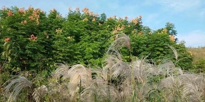 淮南这5处赏桂佳地等你来_安徽网