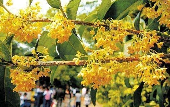 淮南这5处赏桂佳地等你来_安徽网