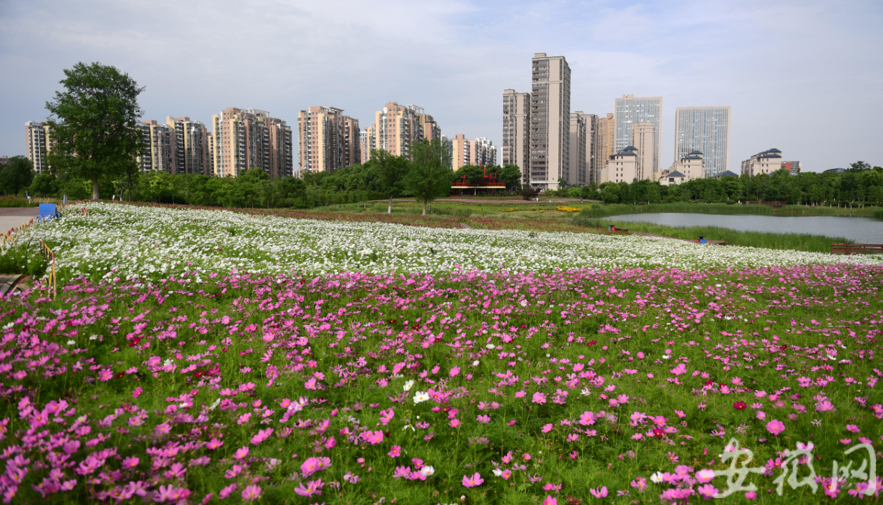 合肥四季花海公园迎来盛花期