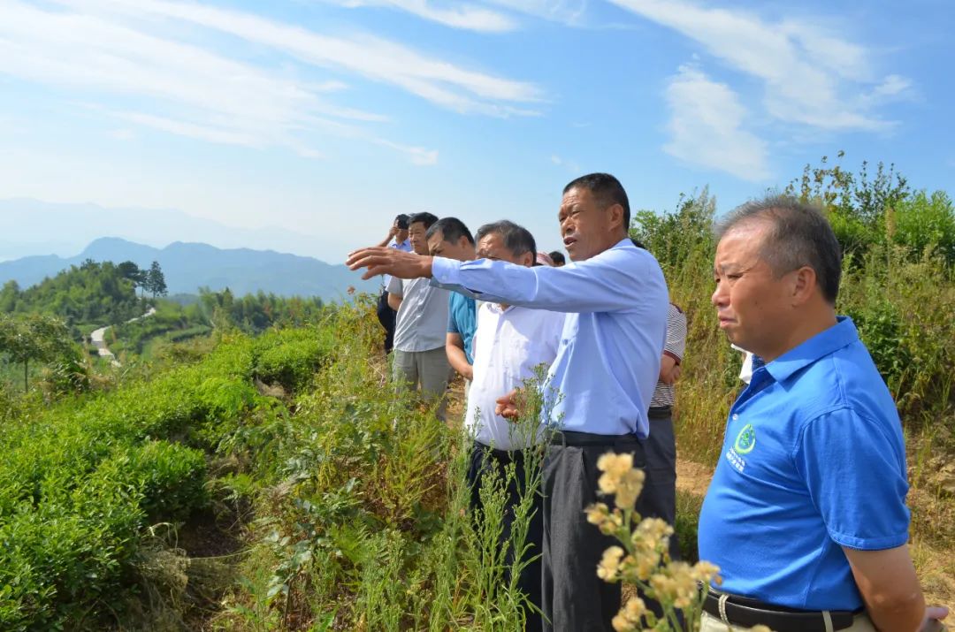 陈先志:为村民铺就致富茶路