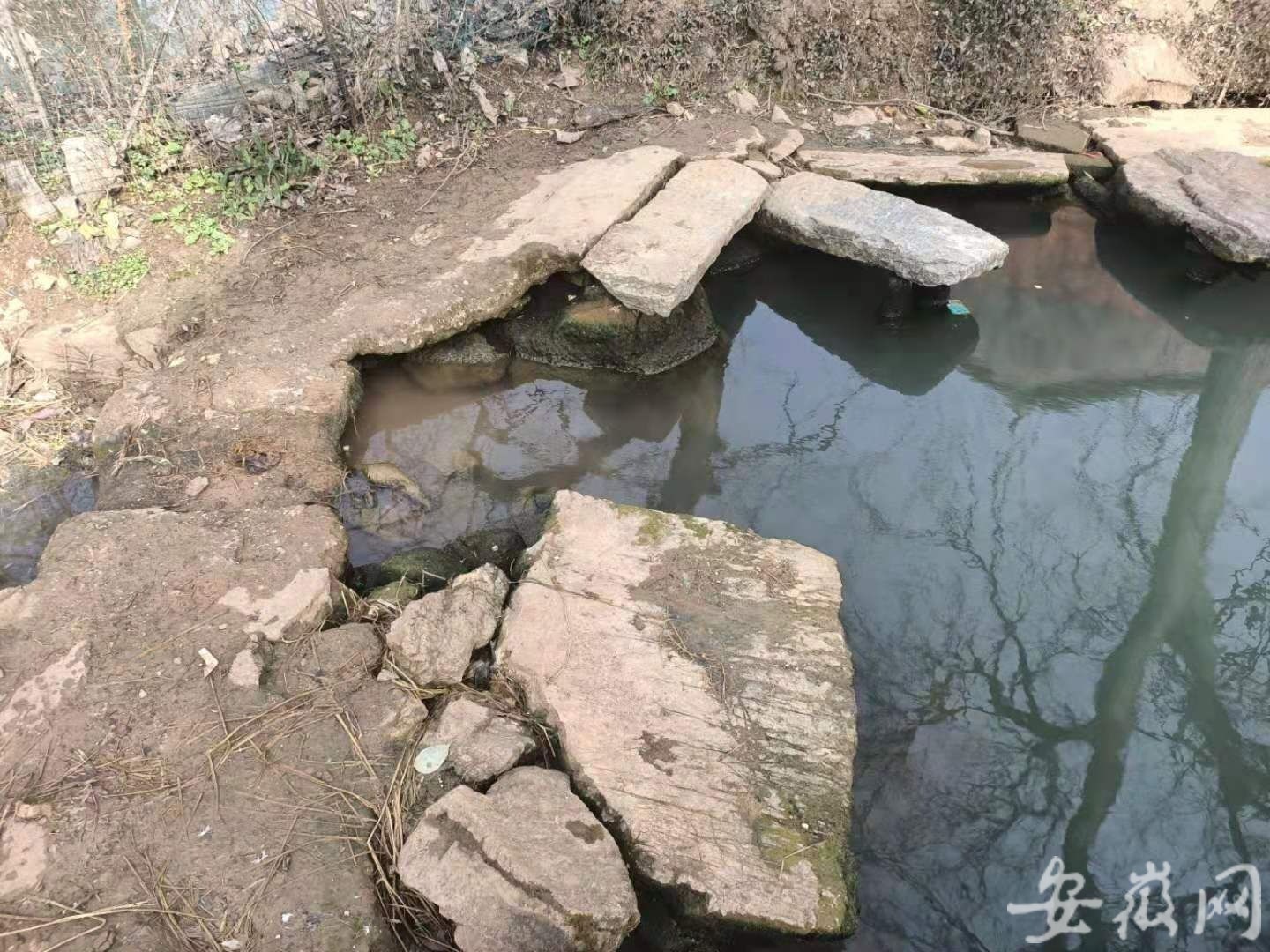 图为巢湖市槐林镇小泉村的蓄水塘边缘.