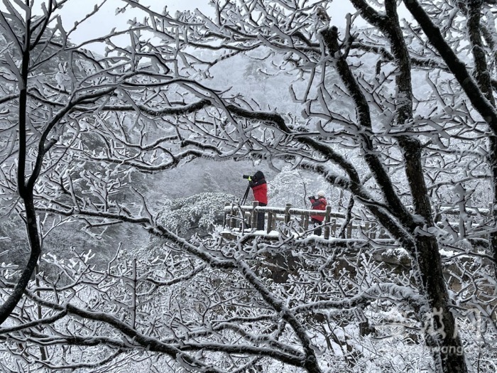 黄山风景区雪景初现降雪仍在持续