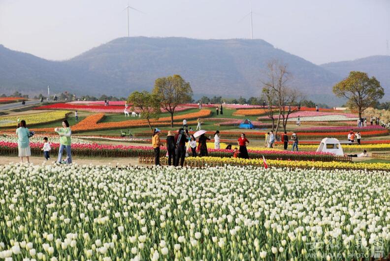 3月13日,巢湖半汤郁金香高地.