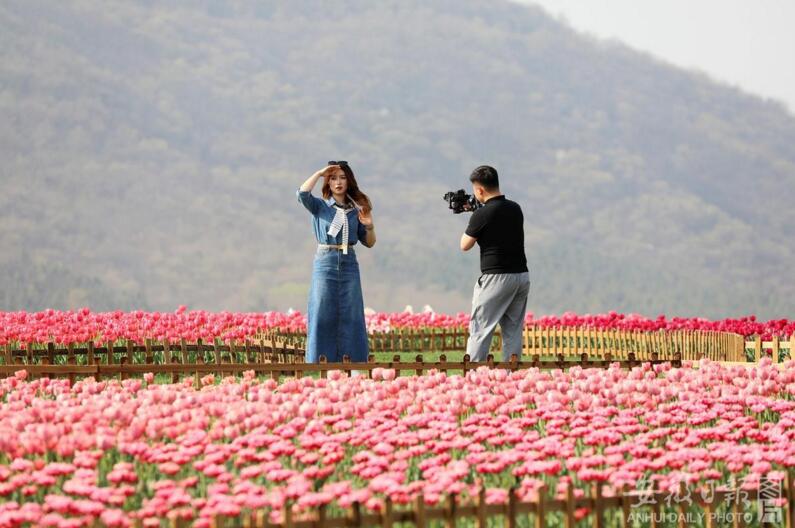 巢湖半汤坡上郁金香花开又成海