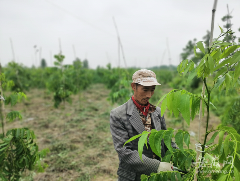 新澳门游戏肥东碧根果入选“全国名特优新农产品”(图1)