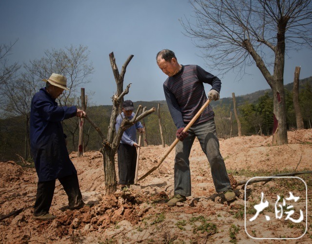 南宫NG·28(中国)官方网站造林十年遇山火化为灰烬 母亲妻子双双离世 安徽男子(图3)