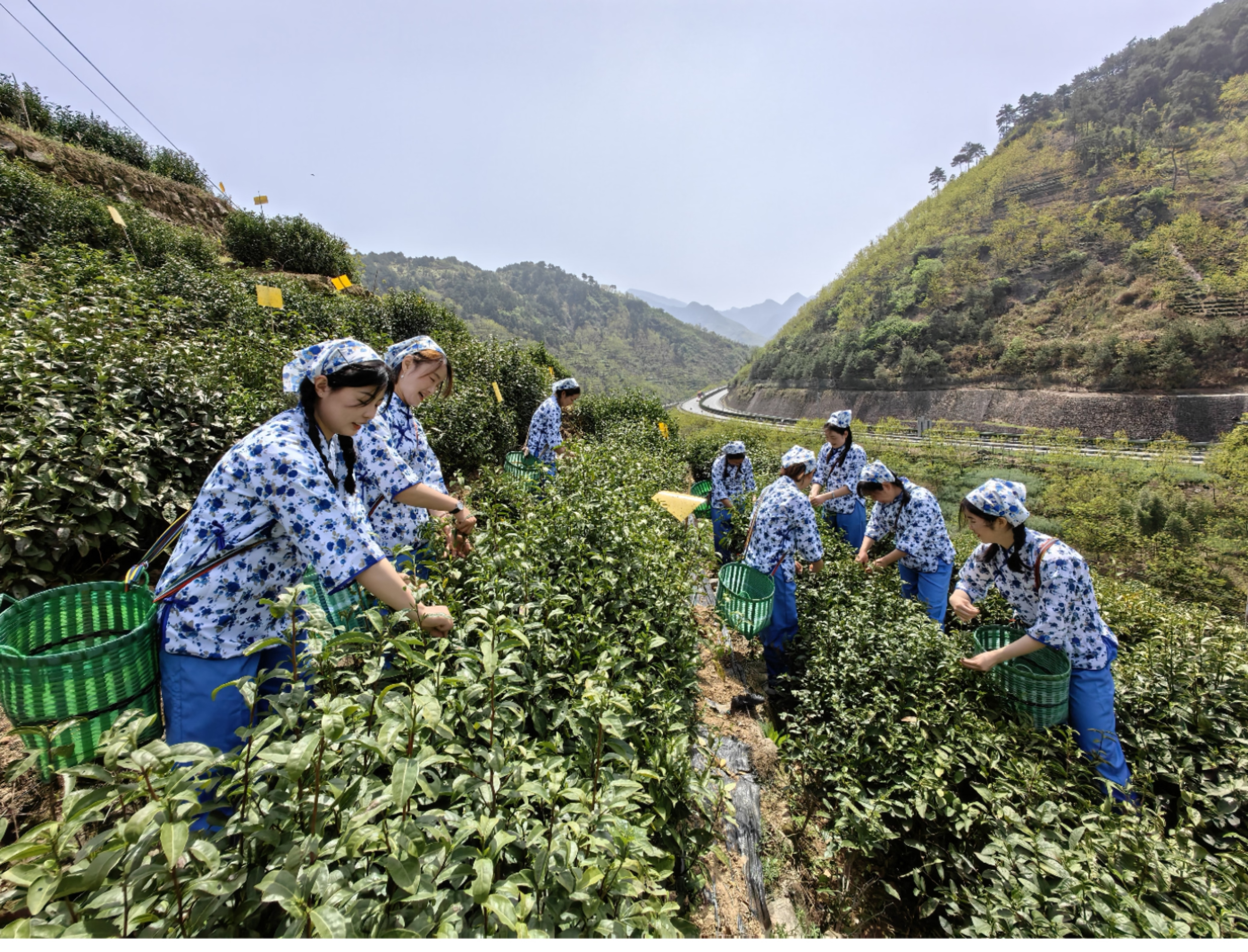 徽州东门三阳镇：春茶上市延伸做强茶产业链(图5)