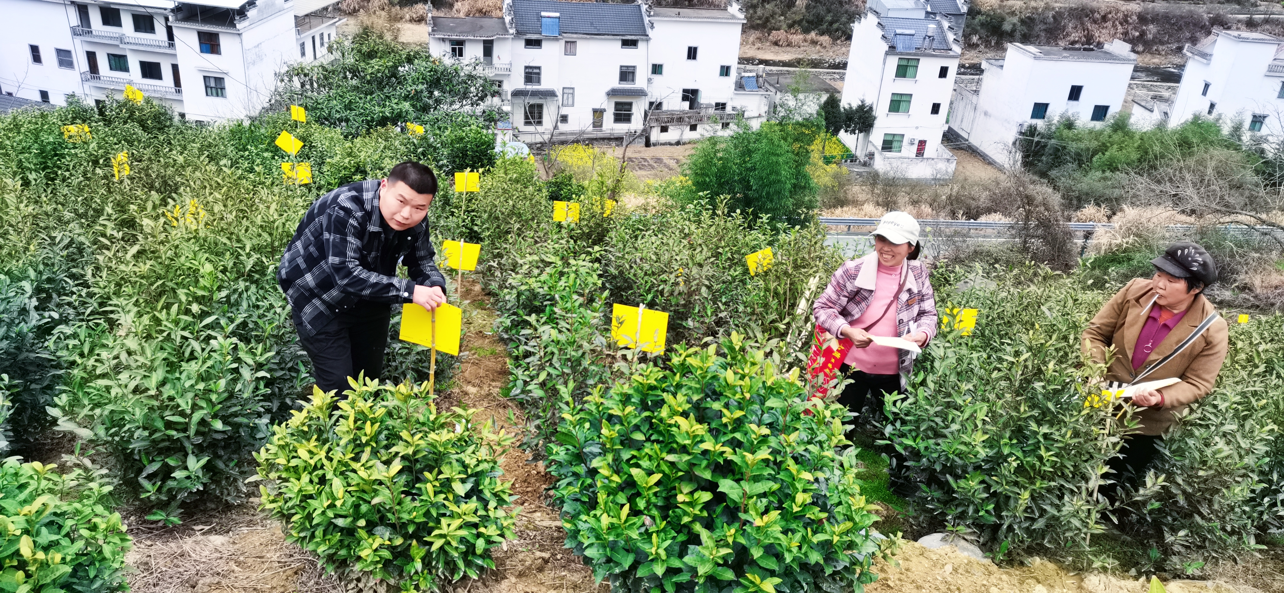 徽州东门三阳镇：春茶上市延伸做强茶产业链(图2)