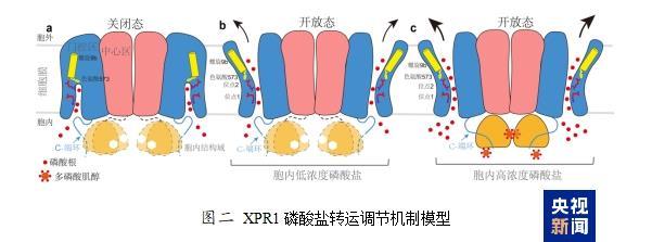 j9九游会官网入口新发现！磷酸盐稳态“阀门”是这样工作的(图2)