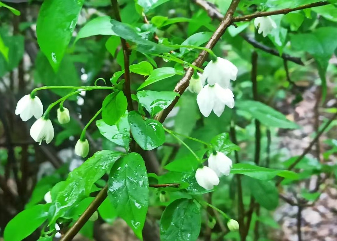 巢湖散兵镇发现