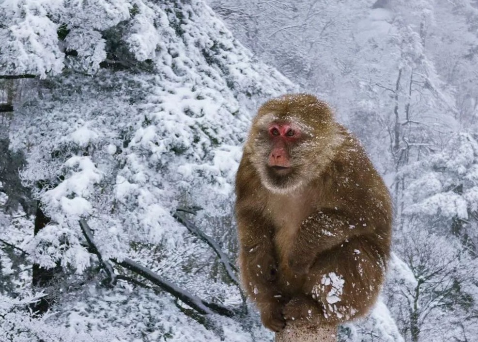 黄山风景区雪景迷人