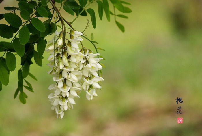 【陈明】又到槐花飘香时