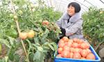 枞阳无公害温室大棚助农致富