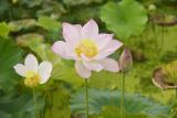 【程叶广摄影】满堂荷花扑鼻香