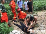 亳州一老人早晨捉“知了狗”不慎坠井 消防官兵救人