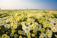 2017年亳州市首届菊花节明天开幕