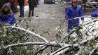合肥市蜀山區(qū)7000余名工作人員為樹木清除積雪
