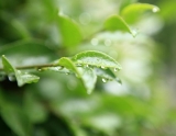 谷雨节气细雨连绵 安徽大部分地区阴天有雨