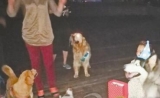 蕪湖鏡湖公園親水平臺成“遛狗場” 不系犬繩