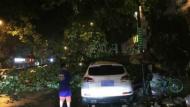 合肥宿州路一棵大樹連根拔起  砸中路邊SUV（視頻）