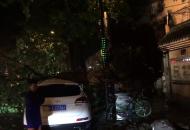 合肥宿州路一棵大樹連根拔起（視頻）