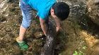 桐城：牯牛背水庫發現1.27米長野生娃娃魚（視頻）