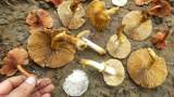 合肥市疾控中心提醒： 梅雨季节别吃野生蘑菇