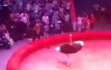俄馬戲團鴕鳥在演出中跳出場地攻擊觀眾