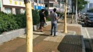亳州景观树被“扒皮” 续： 原是熊孩子所为