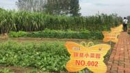 【丰收入“皖”来】蒙城县九里桥村：贫困村迎丰收喜悦