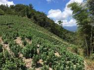 擅自開墾林地種菊花，歙縣一村民受罰