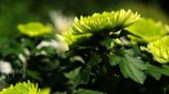 合肥包公園更換數(shù)千盆菊花 珍貴綠菊亮相