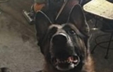 主人家煤气泄漏 全家人幸被牧羊犬叫醒