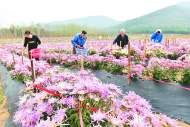 巢湖市夏閣鎮(zhèn)200多畝菊花喜獲豐收