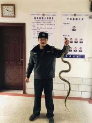  大蛇尋窩冬眠擾百姓，民警手到擒來解困局