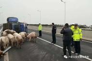 車輛側翻 20余頭豬橋上亂跑 霍邱交警及時救援保安全 
