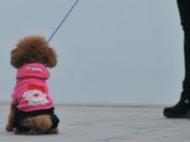 民盟安徽省委： 建立“涉犬”糾紛 簡易處理程序